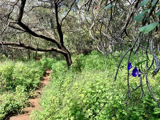 Trail shaded by trees with lush green.