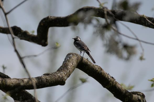 Bachstelze, auf einem Ast sitzend.

Wagtail, sitting on a tree branch.