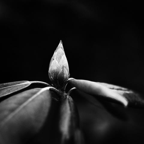 Eine Nahaufnahme einer Knospe von einer Rhododendronblüte. Das Foto ist in Schwarzweiß.