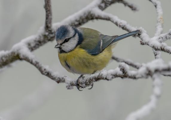 Blaumeise