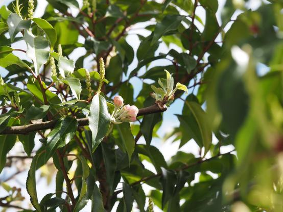 A thin stem of apple in a Portuguese laurel undergrowth. Two buds have burst and borne clusters of blossom