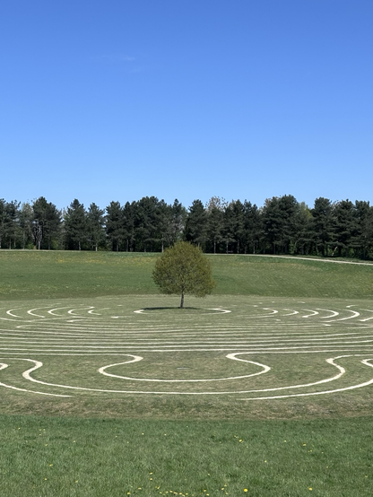 Single tree standing in the middle of a labyrinth in a green meadow, with woodland along the horizon