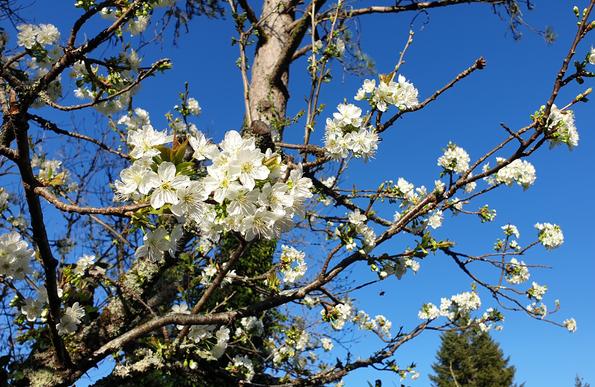 Fleurs de cerisier