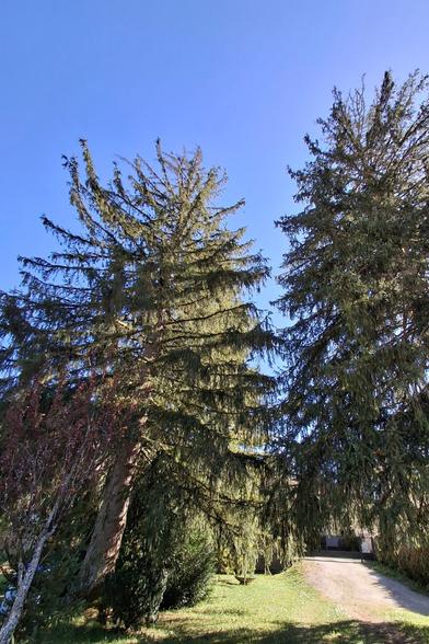 Des épicéas dans un jardin