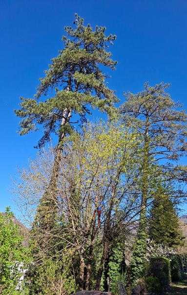 Des pins et un platane avec un fond de ciel bleu