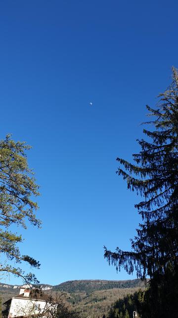 Le ciel bleu avec la lune au milieu avec un pin et un épicéa de part et d'autres
