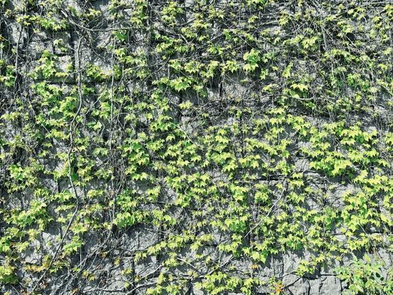 Vines and their green leaves swarm a light gray stone wall filling the frame during a sunny day.