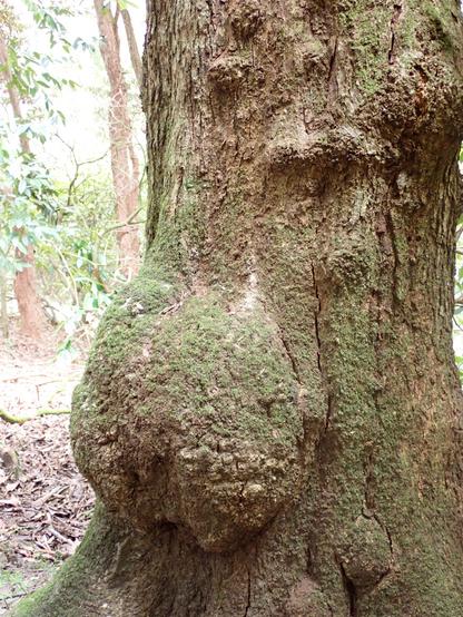 Lichen and moss covered tree trunk, that looks like it has a big nose and possibly an eye