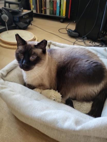 Kiddo the balinese cat is curled up in a cat bed, looking at the camera