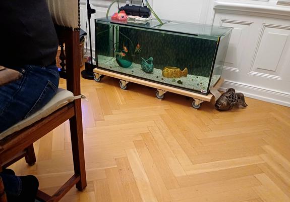 Der Gast und meine Fische