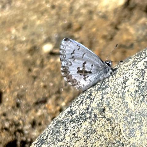A close-up of a small, Spring Azure butterfly resting on a rock. The background is blurred, featuring natural earthy tones.