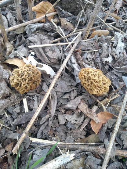 Zwei beige pilze mit Wabenstruktur auf Laub- und Stängelbedeckter Erde