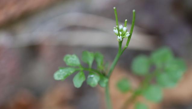 A plant with tiny white flowers and long thin seed-pods.