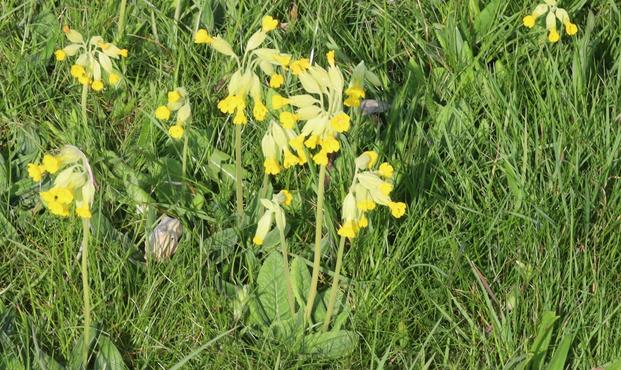 Plants with clusters of yellow flowers at the top of tall flower-stems.