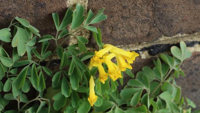 A plant with long, thin yellow flowers.