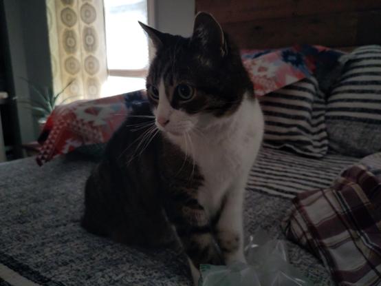 a grey, brown and white cat with a white left arm chest and nose, sits on a bed and looks to his right.  his eyes are huuuuuuuge