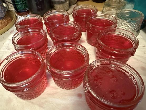 4 ounce jars of redbud jelly waiting for their lids and to go into the water bath canner. They are sitting on a cluttered white countertop.
