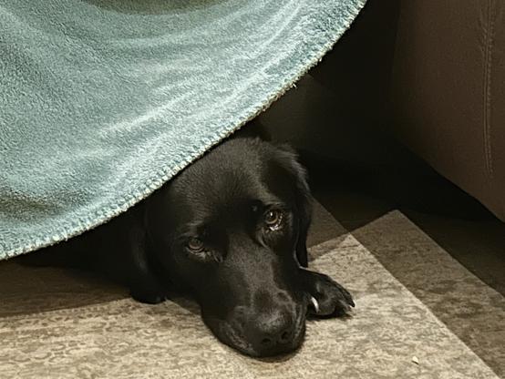 Dog loving her blanket…
