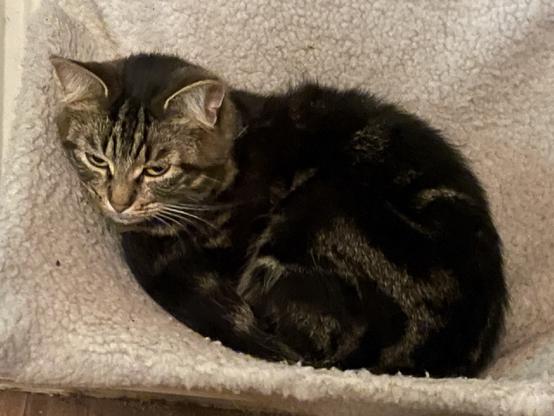 A brown tabby cat is lying in a cat hammock looking fedup
