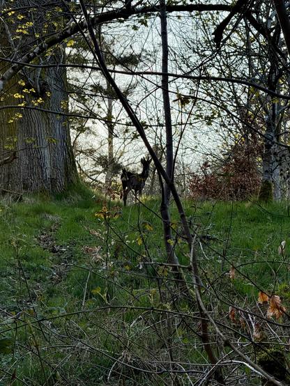 Dusk in a forest in the Scottish Borders. A young Roe deer in the centre of the picture stares back at the surprised human and his German Shepherd who chanced upon it as they took a late walk.