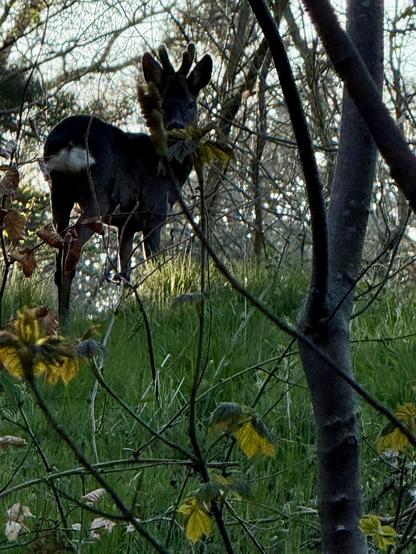Zoomed in photo taken at dusk of a young Roe deer in a Scottish Border’s Forest. The fluffy white tail is the key identifier that makes stand out from a Red deer. This one is male from the growing antlers that can be seen.