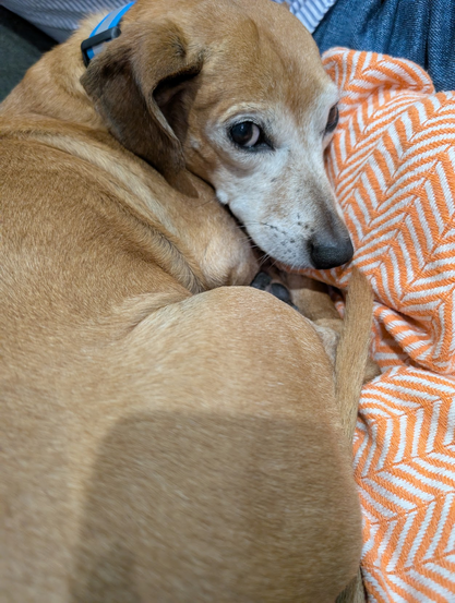 Dachshund-mix is semi curled up, his tail by his nose, giving hella side-eye that someone dared MOVE while he's trying to SLEEP cuz it's RUDE