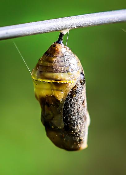 Outdoors, sunny, high noon. Extreme closeup against a bright green background. The oldest chrysalis has turned almost completely black. Shouldn’t be too long now.