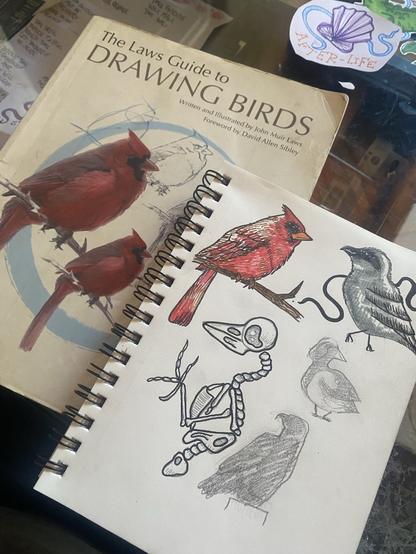 photo of bird sketches next to the book “The Laws Guide to Drawing Birds”