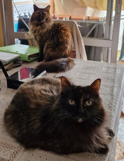 Dos gatas de pelo largo, uno detrás del otro, están sentados en una mesa con un mantel de encaje blanco. La gata de atrás es de color marrón oscuro con toques rojizos, mientras que la gata de adelante es predominantemente negro con toques marrones y un pequeño parche blanco en el pecho. Ambos gatos parecen estar relajados y miran hacia la cámara. En el fondo se ve una ventana y ropa colgada en un tendedero. Sobre la mesa hay algunos objetos, como cuadernos y un router.