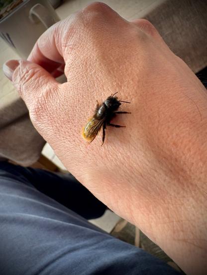 Foto einer gehörnten Mauerbiene, die auf einer Hand sitzt.