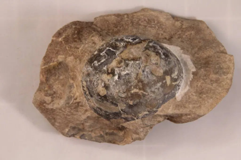 Mussaurus patagonicus was originally described from several well-preserved post-hatchling specimens associated with egg remains found at Laguna Colorada Formation (Late Triassic/Early Jurassic) in Argentina