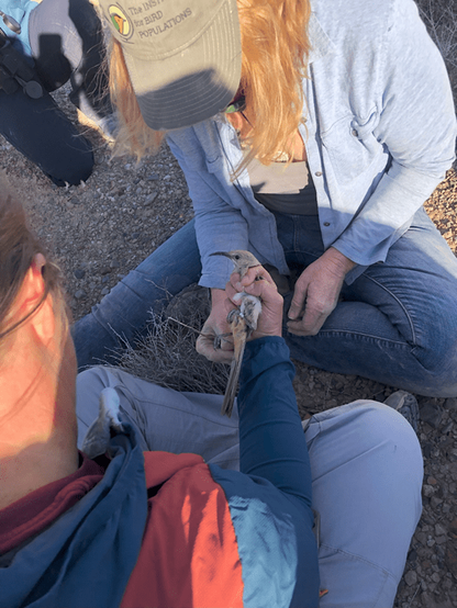 Banding and tagging a LeConte's Thrasher.