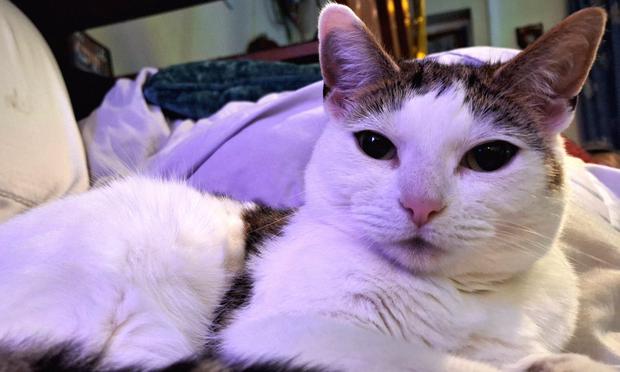 A white cat with tabby trim lies all tucked up, staring at the camera with her ears forward
