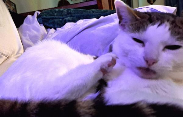 Mid scratch, with a silly look on her face, but otherwise identical to photo 1