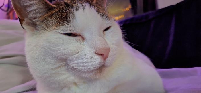 Valencia,  the white cat with tabby trim,  sits amid cushions while looking off camera