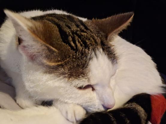 Val shows off the tabby on top of her head as her ears go "red arrows formation", which usually suggests confusion or vague interest as she tries to sleep