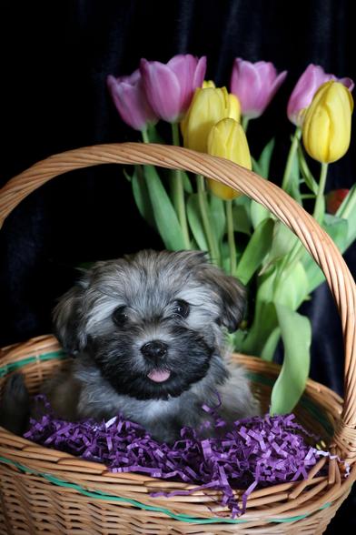 A Havanese puppy sits in a wicker basket, his tongue sticking out in a gentle smile. Behind the basket are a bouquet of tulips.