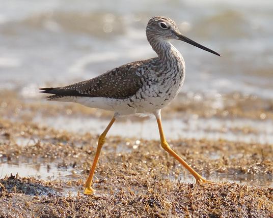 A Greater Yellowlegs striding across a sunny tidal flat.