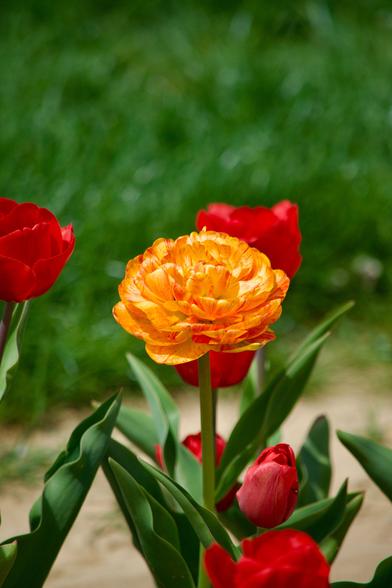 tulip