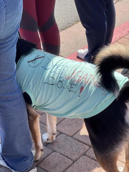Dog wearing a shirt reading “Dogs Against DOGE”
