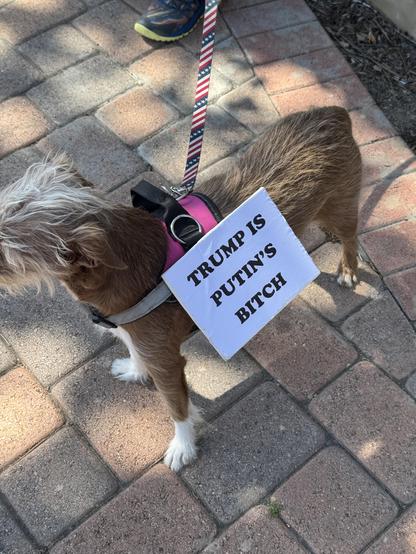 Small dog wearing sign reading “Trump is Putin’s Bitch”