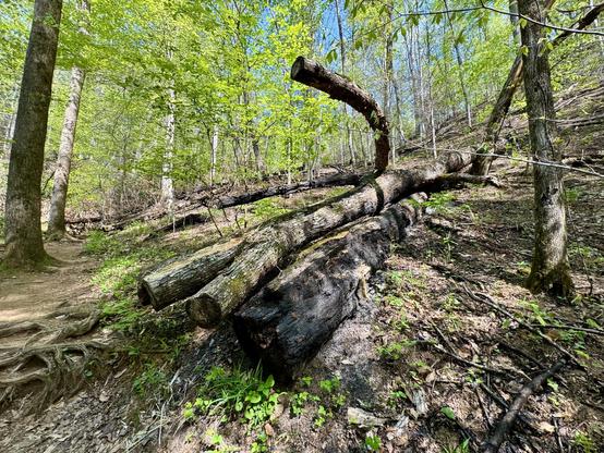 Burnt timber in Table Rock State Park, shortly after the 2025 wildfires.