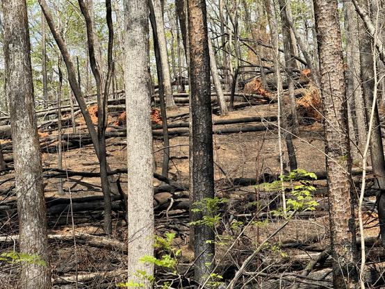 Burnt timber in Table Rock State Park, shortly after the 2025 wildfires.