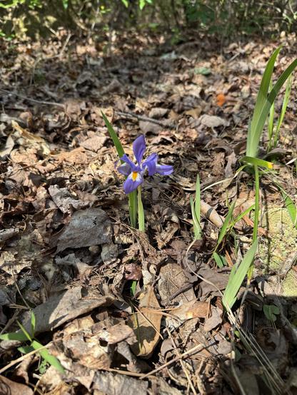 A purple flower, just one example of new growth, just two weeks after the 2025 wildfires at Table Rock State Park.