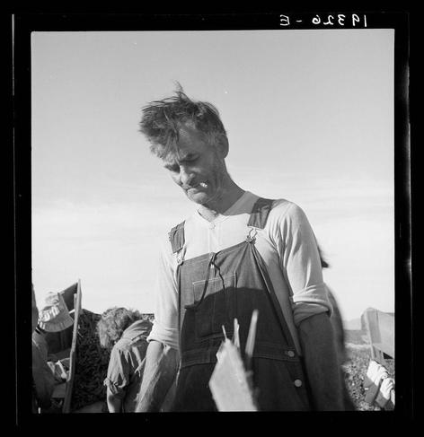 The image is a black and white photograph depicting an individual wearing overalls with suspenders. The person appears to be standing in a field, likely engaged in agricultural work or farming activity given the attire typically associated with such occupations. They are holding something small between their fingers, possibly examining it closely. In the background, other individuals can be partially seen, suggesting that this might be part of a larger gathering or group event. The sky is visible above them, and there seems to be some kind of structure or fence on the right side in the distance.

Additional context for this image comes from an external source indicating it was taken by Dorothea Lange, which suggests historical significance related to her work during that period.
