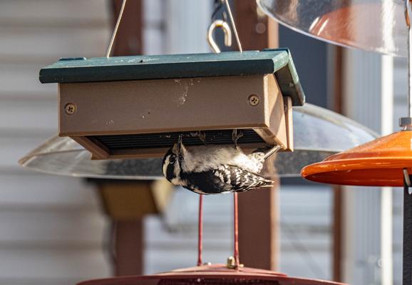 A female downy woodpecker, perched, upside down, on a suet feeder