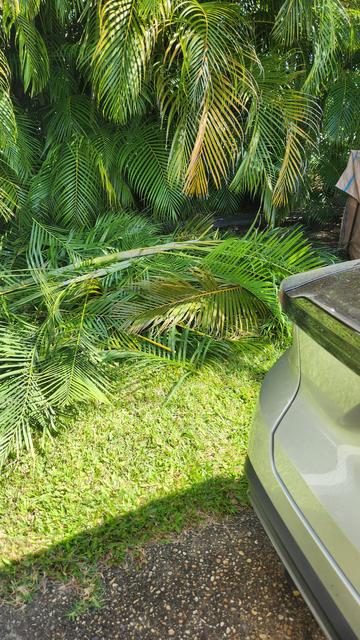 A pile of trimmed golden palm fronds on a lawn, with golden palms growing in the background.  An partial view of an EV boot is in the foreground.