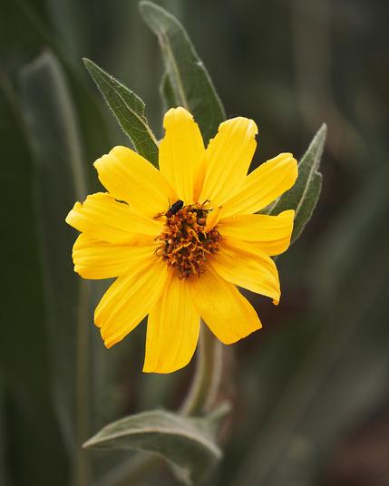 A bright yellow flower with elongated petals radiates from a central cluster of orange and brown stamens. A small insect is perched on the flower's center. The flower is surrounded by green, fuzzy leaves, set against a blurred background of similar foliage.