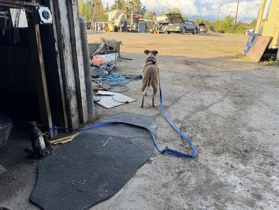 A dog stands on a gravel path, facing away from the camera. The background features a cluttered outdoor area with various items, including vehicles and debris. There's a textured mat and a jack in the foreground.