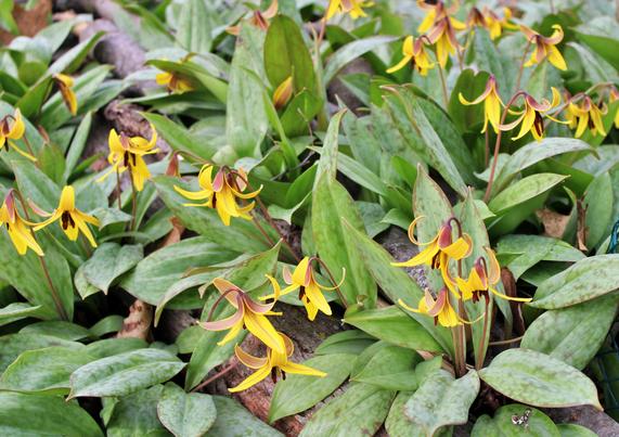 Yellow downward facing blooms with splayed petals that are a brownish color on the backside close to the connection of the flower to the stem. The stamen are dark brown and hang below the opening of the curled petals of the trout lily flowers. The green leaves are wide elongated falling open beneath the blooms.